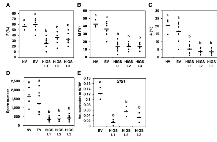 図 9.  SIS1-HIGS 毛状根を用いた in  vitro 共存培養における、感染レベル、胞子 形成数と、SIS1 発現量 