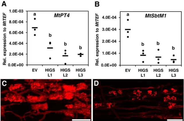 図 11.  宿主植物の AM 共生マーカー遺伝子の発現と、SIS1-HIGS 根内の樹枝状 体の形態 