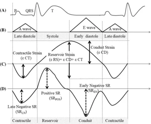 Fig. 1    Schematic representa- representa-tion of LA funcrepresenta-tions during  the cardiac cycle