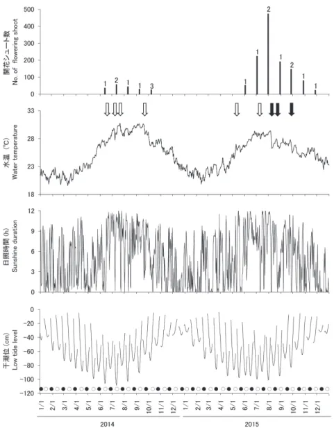 Fig. 3. Changes in the number of flowering shoots of Enhalus acoroides, daily average water temperature, sunshine duration, and  lowest daytime tide level