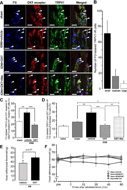 Fig. 3 Transient receptor potential vanilloid 1 (TRPV1) and oxytocin (OXT) receptor expression in  trigeminal ganglion (TG) neurons on day 5 after sham treatment or infraorbital nerve injury (IONI)
