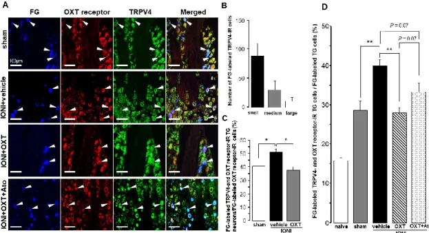 Fig. 4 Transient receptor potential vanilloid 4 (TRPV4) and oxytocin (OXT) receptor expression in  trigeminal  ganglion  (TG)  neurons  on  day  5  after  infraorbital  nerve  injury  (IONI)  treatment