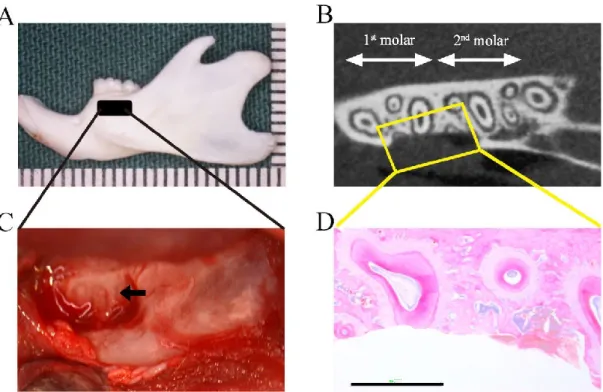 Fig. 2    Preparation of the rat periodontal defect model.     