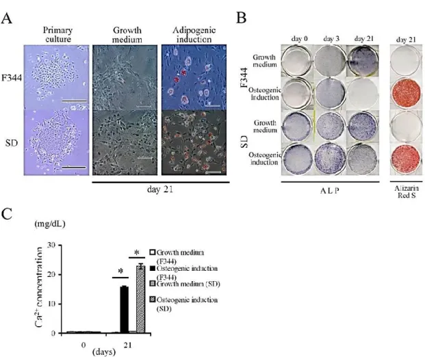 Fig. 3  In vitro  characterization of adipose-derived stromal cells (ASCs).   