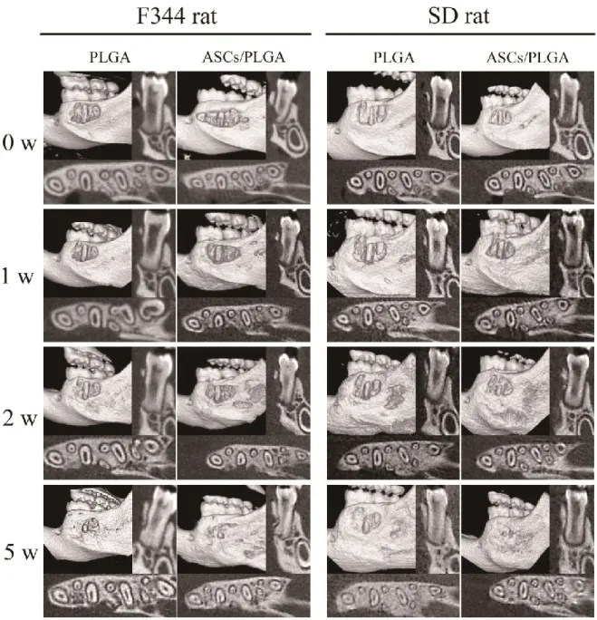 Fig. 5    Continuous micro-CT analysis at 1, 2, and 5 weeks after cell transplantation