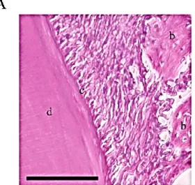 Fig. 9    Localization of transplanted ASCs using DiI analysis.   