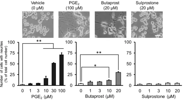 Fig. 1 Effects of PGE 2  and EP agonists on neurite outgrowth in NSC-34 cells. 