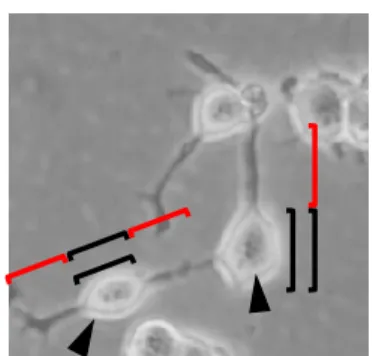 Fig.  1  Neurite  outgrowth  assay.  Representative  microscopy  image  of  typical  differentiated NSC-34 cells