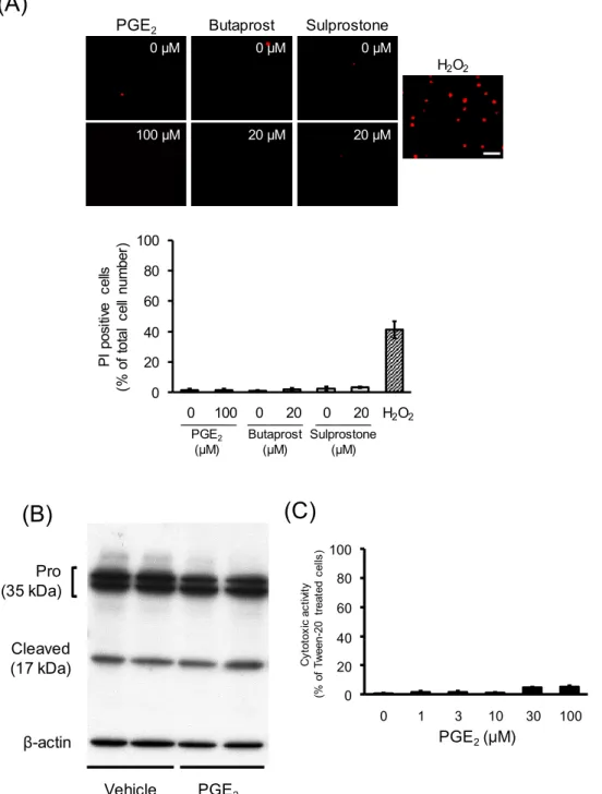 Fig. 4 Effects of PGE 2  and EP agonists on the viability of  undifferentiated NSC- NSC-34  cells