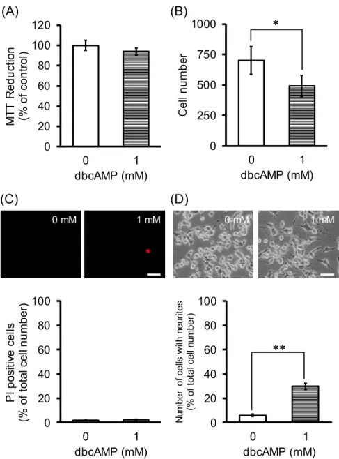 Fig.  7  Exogenously  applied  cAMP  analog  facilitates  neurite  outgrowth  from  undifferentiated NSC-34 cells without affecting cell proliferation