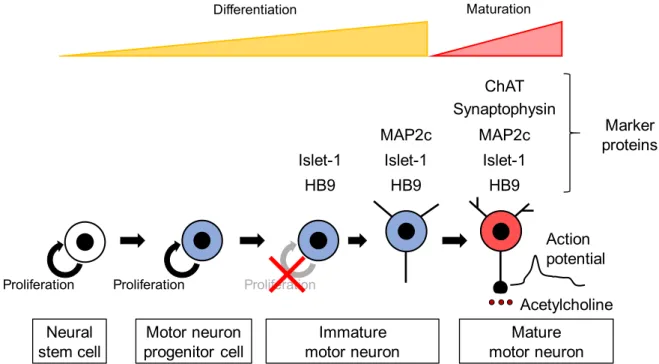 Fig.  8  Expression  of  marker  proteins  and acquisition  of  functions  during  motor  neuron development