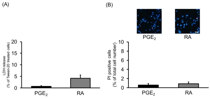 Fig. 11 Effects of  PGE 2  and RA on the viability in undifferentiated NSC-34 cells. 