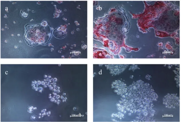 Fig. 1. Effect of RANKL on TRAP staining in RAW264.7 cells.   