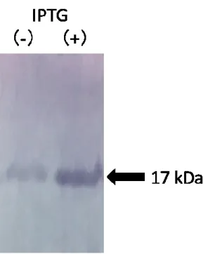 図 2：CBB 染色による rAIF-1 の発現確認 