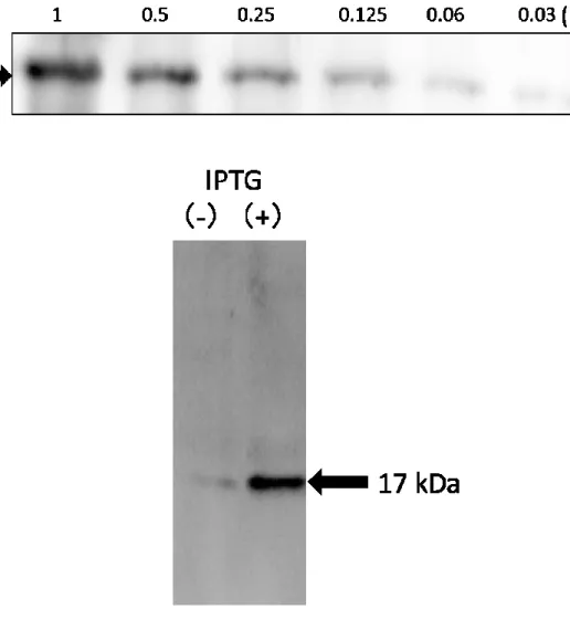 図 3：Western blot による rAIF-1 の確認 