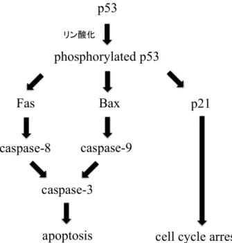 Figure 2.  アポトーシス、 cell cycle arrest に関わる p53 pathway 