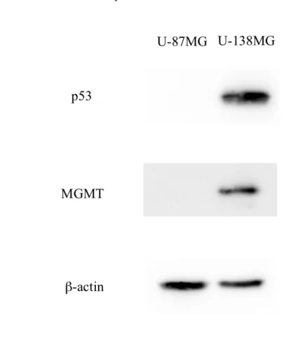 Figure 3. U-87MG 、 U-138MG の p53 と MGMT のタンパク発現    