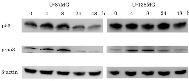 Figure 7. Ribavirin による p53 、 phosphorylated p53 のタンパク発現の変化