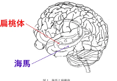 図 1 海馬と扁桃体 島皮質と扁桃体 (amygdala) の間の活動が高い ( 図 1 を付録 A.2 と併せて参照 ) ． ［なるほど，島皮質と海馬，扁桃体は互いに近い位置にある． 粗く言って海馬は記憶に，扁桃体は恐れと怒りの誘発に関係している．］ 8 vmPFC が島皮質の活動を促進し， vmPFC の異常な学習が感情の処理に関係する部位を動かすものと考えられる．
