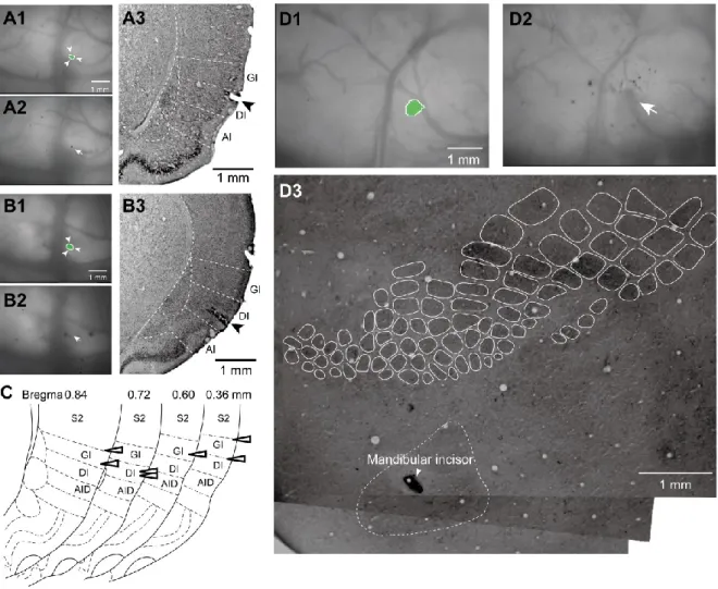 Fig. 3.    Histological analysis of excitatory regions responding to dental stimuli.    A,B, The center of the initial  response to mandibular incisor stimulation (surrounded by arrowheads in A1 and B1) was coagulated (arrow in  A2 and B2)