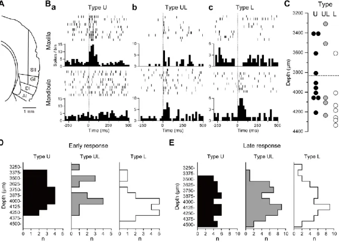 Fig. 4.    Extracellular unit recording using 32 channel multi-electrodes.    A, An example of a tract of the recording  electrode