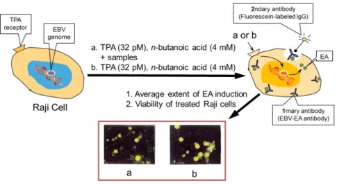 Figure 2-8. Outline of TPA-induced EBV-EA activation assay. 