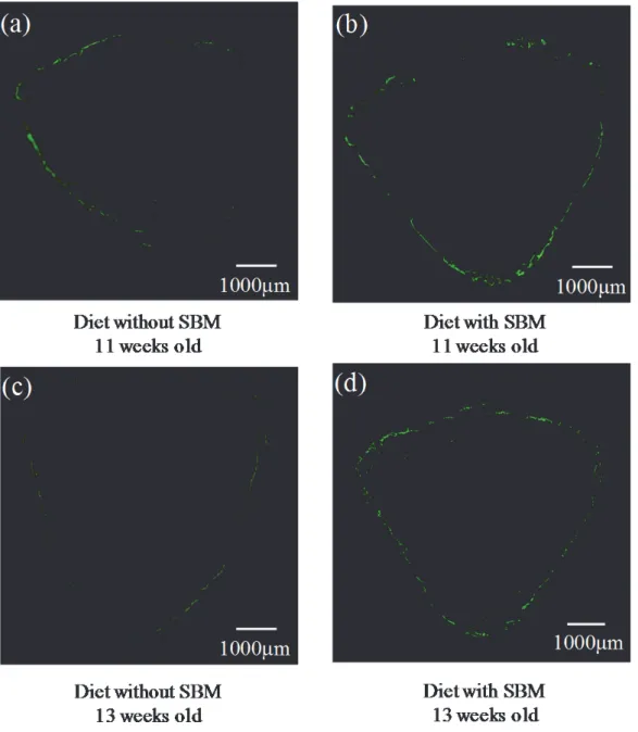 Fig. 4 Fluorescence microscopy. Fluorescence microscopy of the synthetic bone mineral (SBM)  group revealed more green fluorescence (indicative of bone formation) than in the control group at  both 11 and 13 weeks of age
