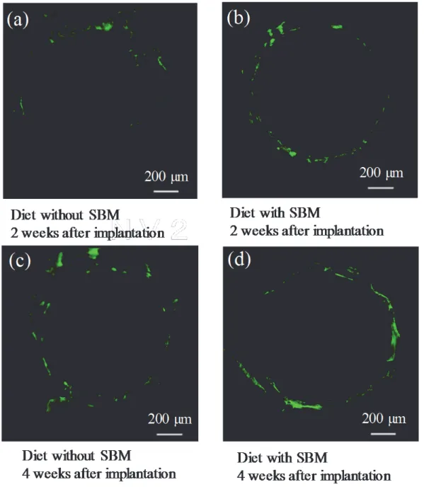 Fig. 9 Fluorescence microscopy. Fluorescence microscopy imaging of the diet with SBM group  demonstrated more green fluorescence (indicating bone formation) than that of the diet without SBM  group at both 2 and 4 weeks after implantation (Fig.5)