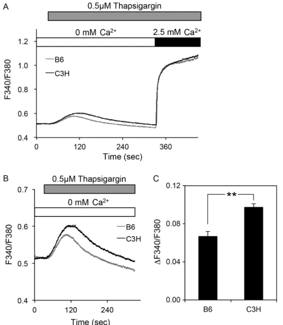 Fig.  1.3  Effect  of  thapsigargin  on  [Ca 2+ ] i   in  submandibular  gland  cells