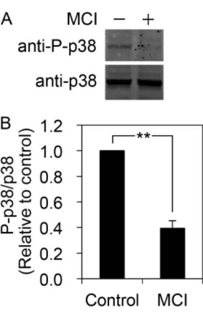 Fig. 2.1 Suppression of p38 activation by the addition of MCI-186. 