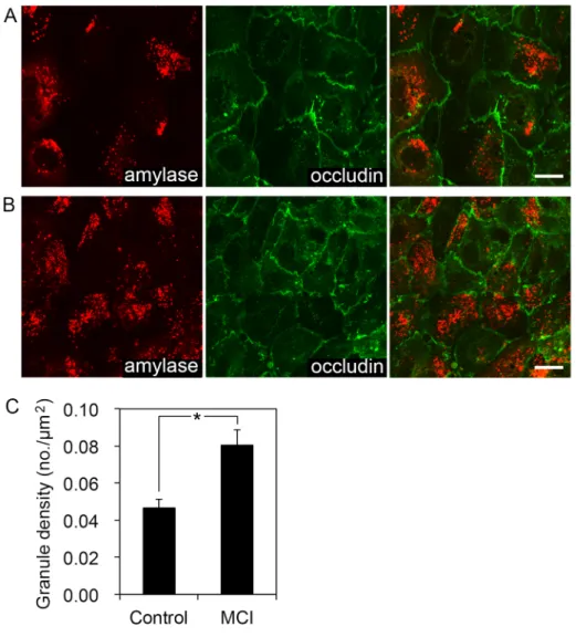 Fig. 2.3 Effect of MCI-186 on the number of secretory granules retained in the cultured acinar  cells