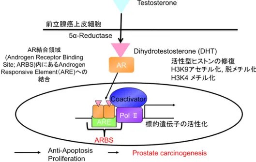 図 1 前立腺癌細胞内でのアンドロゲン受容体の役割