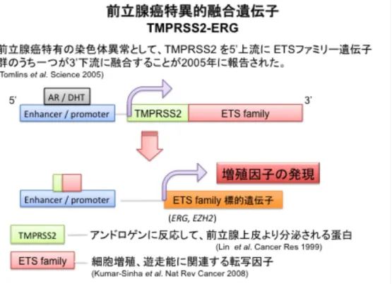 図 2 前立腺癌特異的融合遺伝子 (TMPRSS2-ERG)  正常な前立腺細胞において発現しているアンドロゲン応答遺伝子 TMPRSS2 遺伝子 が、細胞の癌化に重要な役割を果たしている ETS family の遺伝子と融合することに よって、前立腺細胞におけるアンドロゲン感受性を変化させ、細胞の癌化や癌の悪性 度の進行等に影響を与えている。つまり、この融合により本来アンドロゲン応答性を 有さない ETS family 遺伝子群がアンドロゲン応答性を獲得し、アンドロゲン依存性 に増殖因子の発現が生じる。