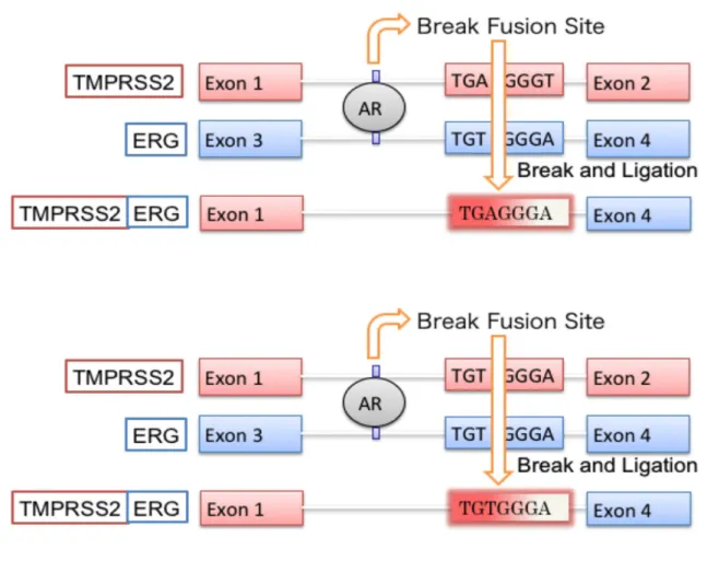 図 3 融合遺伝子 TMPRSS2-ERG の生成機構