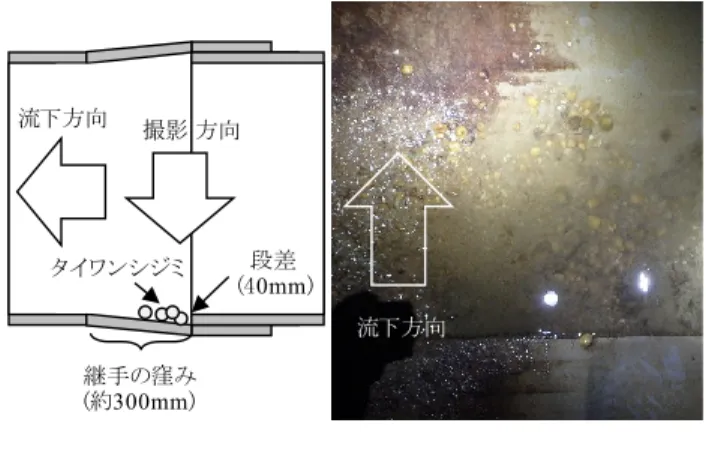 Fig. 7  貝の長さ計測位置  Measurement positions of lengths of Asian clam 