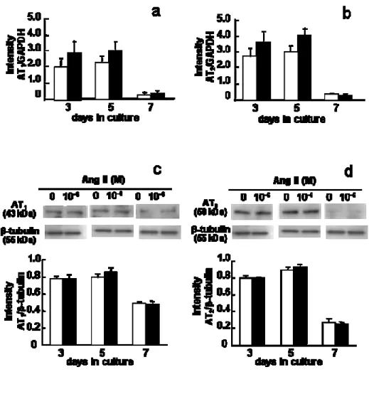 Fig.  6.  Effect  of  Ang  II  on  AT 1   and  AT 2   receptor  expression.  ROS17/2.8  cells  were  cultured in six-well plates with 0 (control) or 10 –6  M Ang II for up to 7 days