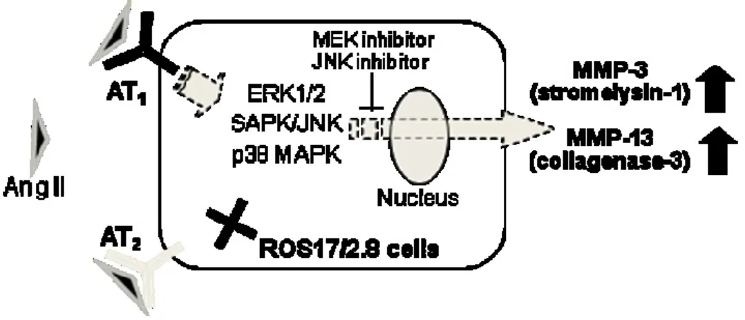 Fig. 12. Schematic diagram of the Ang II-induced upregulation of MMP-3 and -13  expression in ROS17/2.8 cells