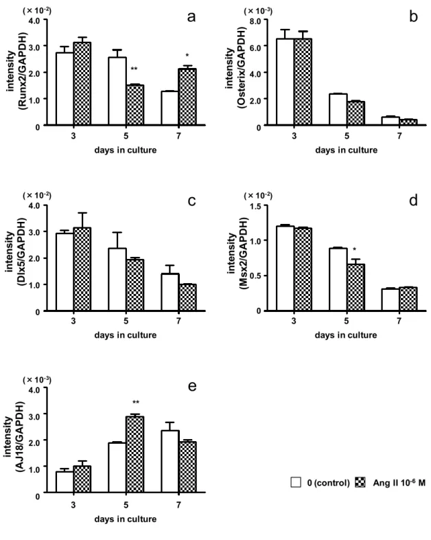 Fig. 13. Effect of Ang II on transcription factor mRNA expression levels. ROS17/2.8  cells were cultured with 0 (control) or 10 –6  M Ang II for up to 7 days