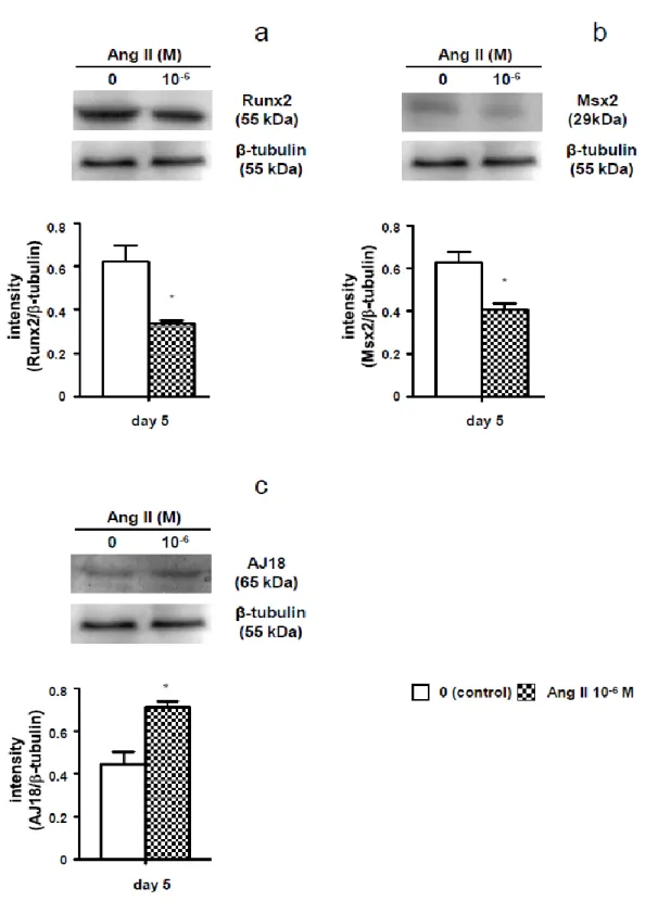 Fig. 14. Effect of Ang II on Runx2, Msx2, and AJ18 protein expression levels. 