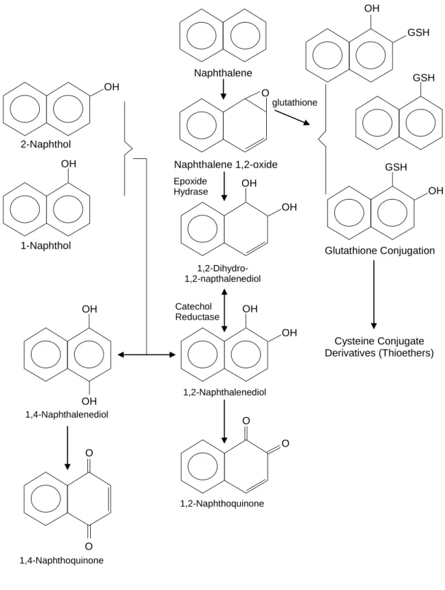 Figure 4.1  Proposed Pathways for Naphthalene Metabolism (from ATSDR draft report, update 1993)  Naphthalene  OH  GSH  glutathione  GSH  OH GSH  Glutathione Conjugation  Cysteine Conjugate  Derivatives (Thioethers) Naphthalene 1,2-oxide OH OH O 1,2-Dihydro