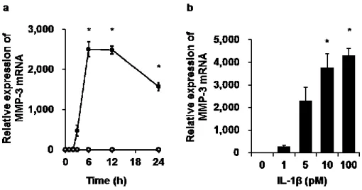 図 3-2.  イヌ皮膚由来線維芽細胞における IL-1β 誘導性 MMP-3 mRNA  発現の時