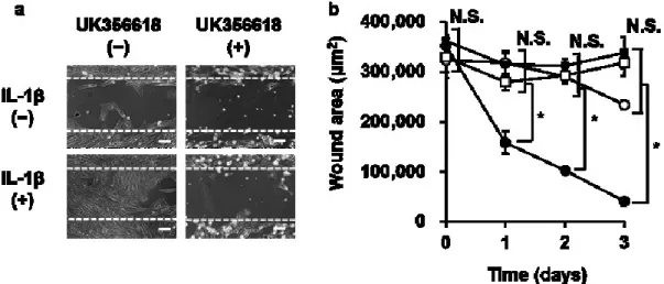 図 3-3.  イヌ皮膚由来線維芽細胞における IL-1β 誘導性細胞遊走の MMP-3 阻害