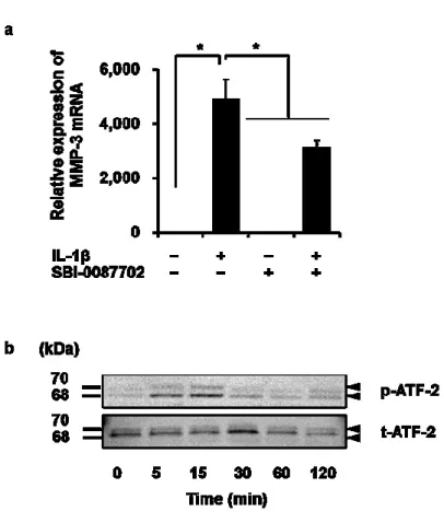 図 3-4.  イヌ皮膚由来線維芽細胞における ATF-2  阻害剤による   IL-1β  誘導性
