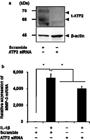 図 3-5.  ATF-2  siRNA  を導入したイヌ皮膚由来線維芽細胞における   IL-1β  誘導 性   MMP-3 mRNA  発現の低下．   (a) ATF-2 siRNA および   scramble siRNAs  を導 入した細胞の   t-ATF-2  と内部標準としての β- アクチン発現を Western blotting に より検出した．  (b)  ATF-2  siRNA  および scramble  siRNAs  導入後，細胞を  100 