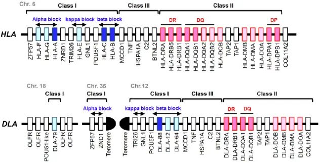 Figure 1. Comparative map of the HLA and DLA genomic regions. The genetic maps  are  based  on  the  genomic  information  of  the  NCBI  map  viewer