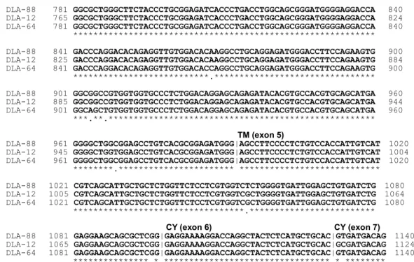 Figure 2. Nucleotide alignment for DLA-class I cDNA sequences and primer locations.  The  nucleotide alignment of DLA-class I  genes was constructed using  DLA-88 (NM_001014767.1),  DLA-12  (NM_001014379.1)  and  DLA-64  (NM_001014378.1)  cDNA  sequences