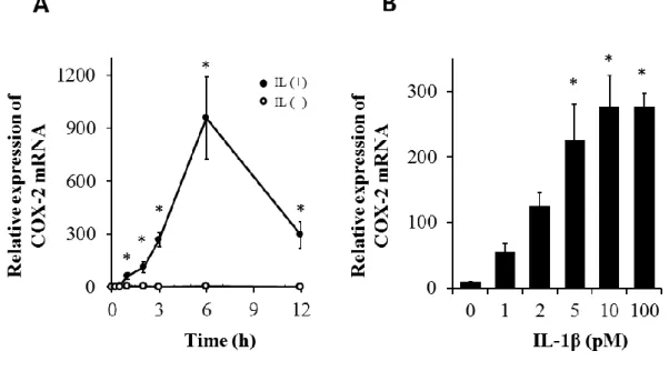 図 2-2.  イヌ皮膚由来線維芽細胞における IL-1β による COX-2 mRNA 発現。 （A）