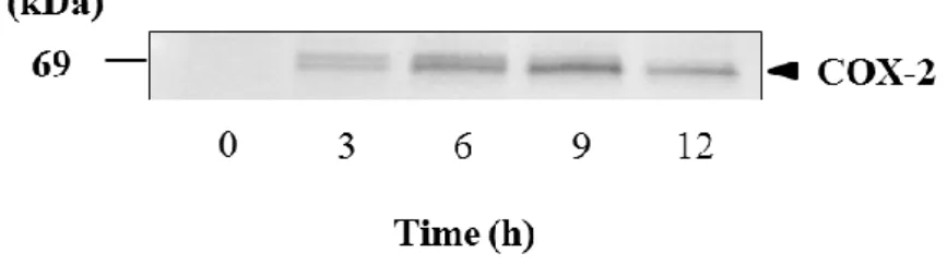 図 2-3.   イヌ皮膚由来線維芽細胞における IL-1β による COX-2  タンパク質発現。