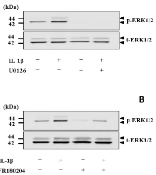 図 3-4.  イヌ皮膚由来線維芽細胞における IL-1β 誘導性 ERK1/2 のリン酸化に対