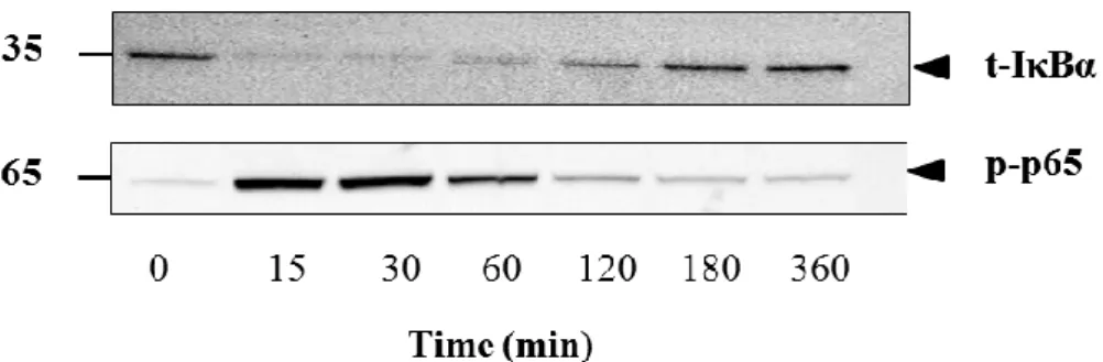 図 4-3.   イヌ皮膚由来線維芽細胞における IL-1β による IκBα の発現の変化 p65 のリン酸化。イヌ皮膚由来線維芽細胞を 100 pM  IL-1β で 0~360 分間刺激をした